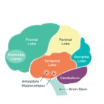 Parts of the brain